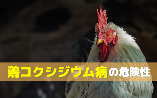 鶏コクシジウム病の危険性