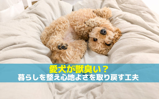 愛犬が獣臭い？暮らしを整え心地よさを取り戻す工夫